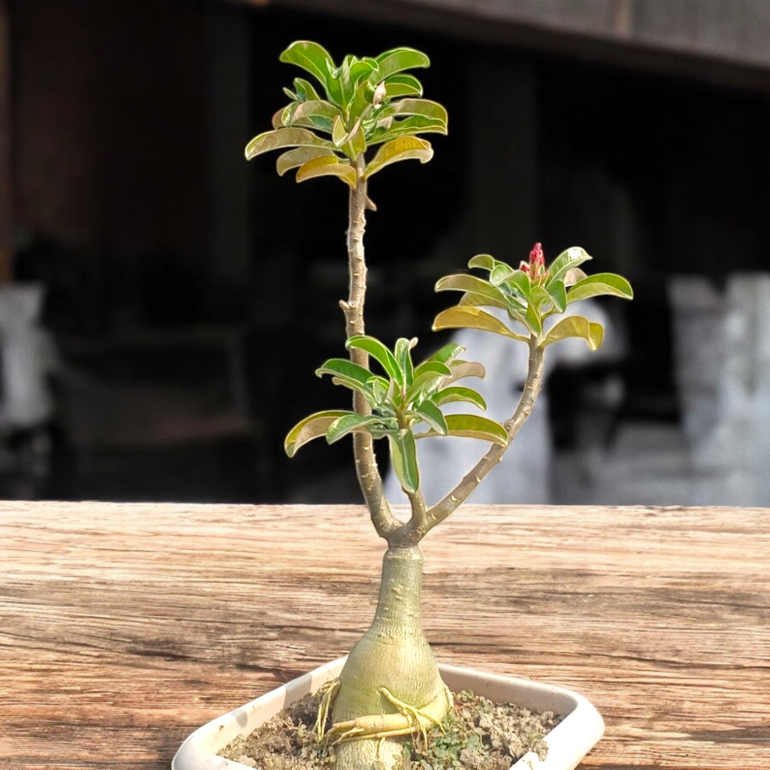 Adenium Live Plant Grafted (Multicolor) for Home Garden and Office | Desert roses Live